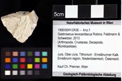 Foto (Objket + Etiketten) von Gastrosacus levocardiacus (Robins, Feldmann & Schweitzer, 2013) 